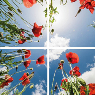 Poppy photo ceiling complete photo print with 4 LED Panels 36w flicker free