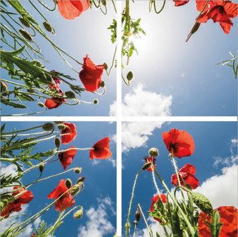 Poppy photo ceiling complete photo print with 4 LED Panels 36w flicker free