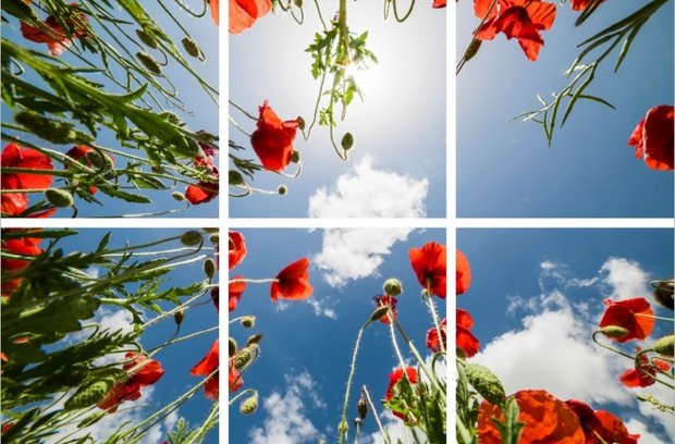 Poppy photo ceiling complete photo print with 6 LED Panels 36w flicker free